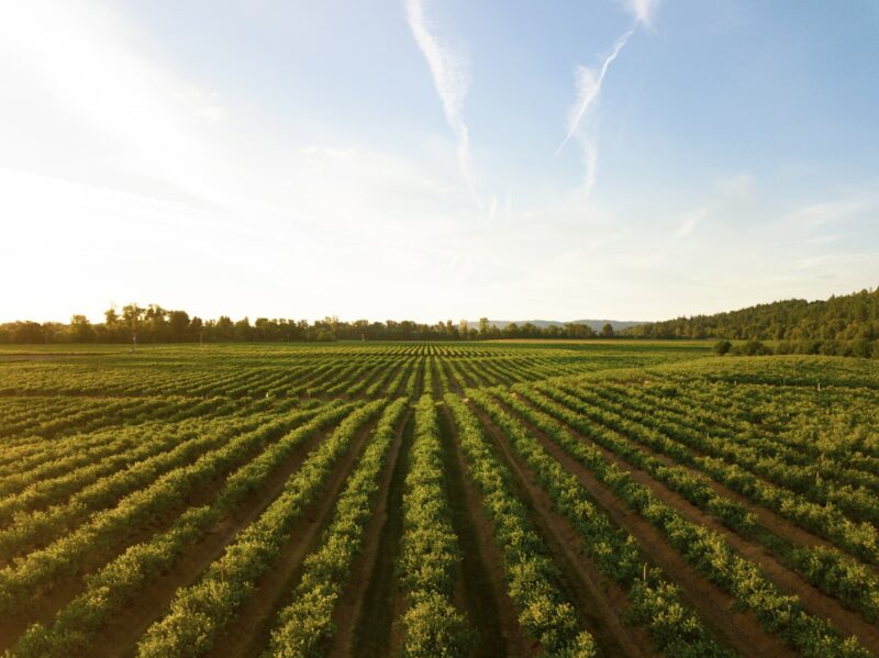 Vino da Collezione: Cosa lo Rende Raro e Ricercato