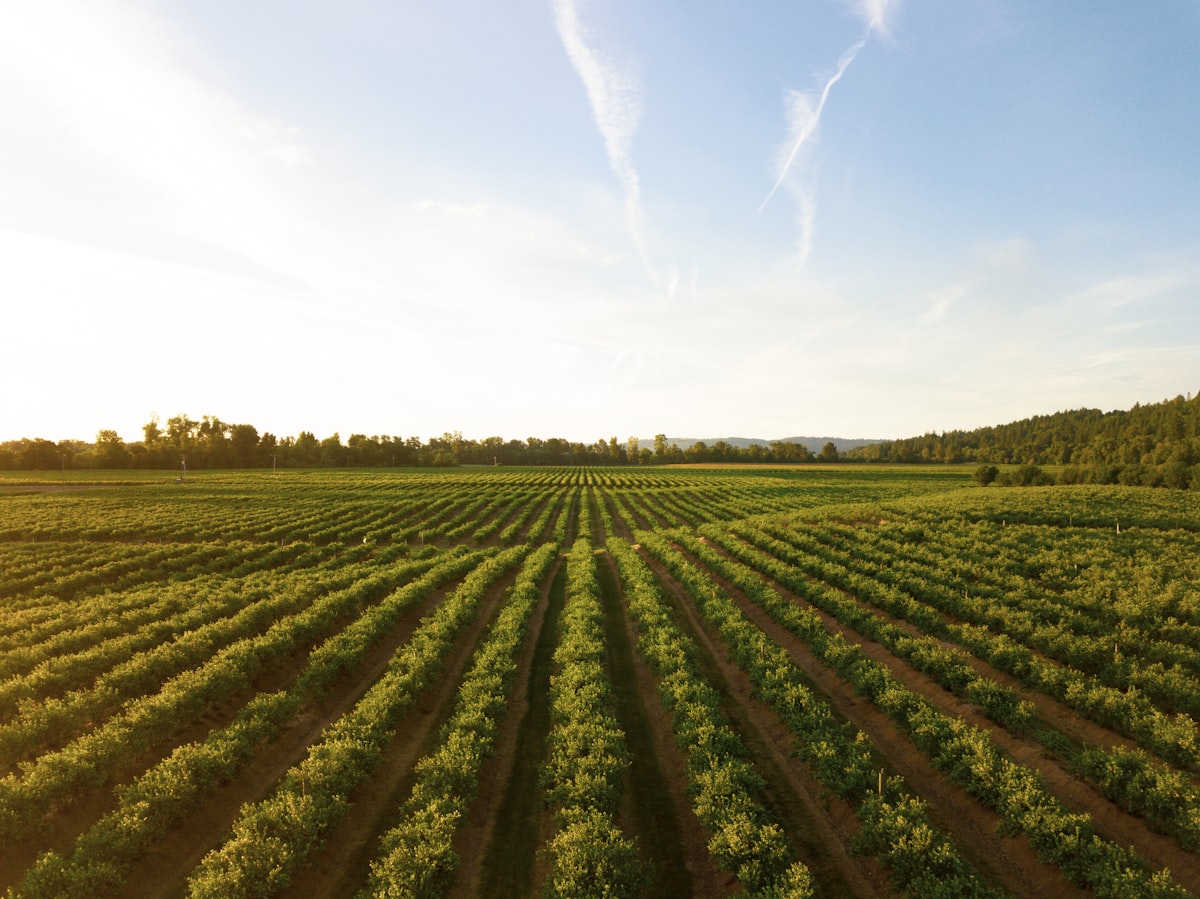 Vino da Collezione: Cosa lo Rende Raro e Ricercato